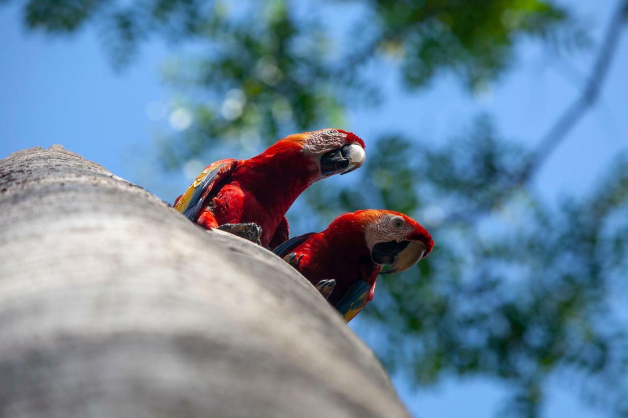 La Maison Blanche Manuel Antonio Εξωτερικό φωτογραφία